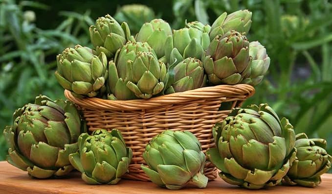 Seeds Vegetable Green Globe Artichoke - 20 Seeds