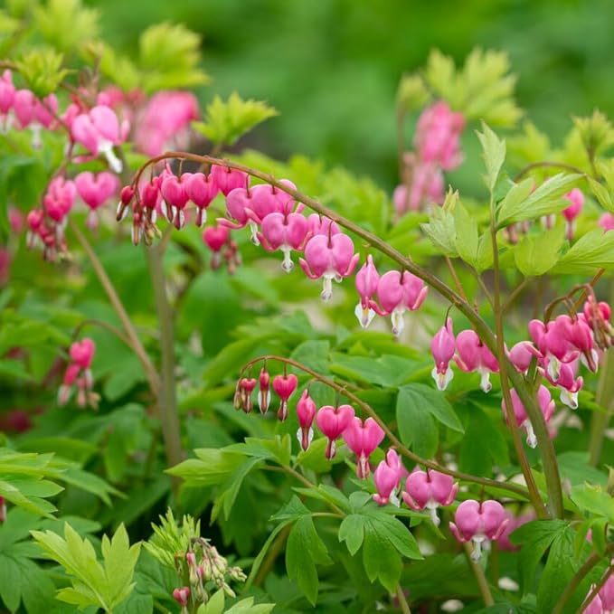 Garden State Bulb Bleeding Heart Dicentra Spectabilis Bare Roots, Spring (Bag of 18)