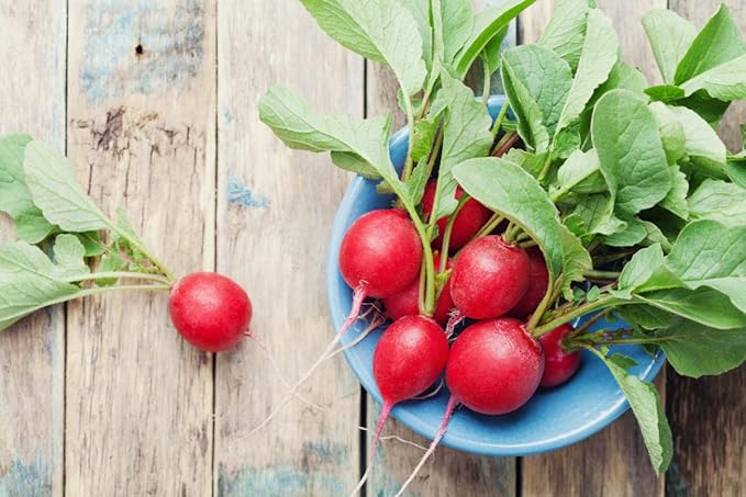 Seeds Red Ball Radish 20 Days Non GMO Vegetable for Planting