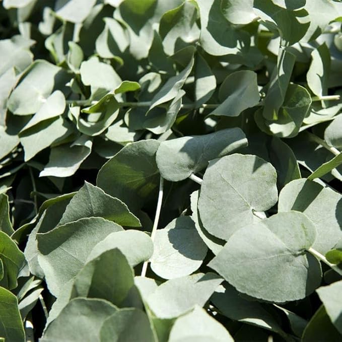 Park Seed Grow Your Own Eucalyptus Seeds Plant, Perfect for Indoor Growing and Spring Garden, Baby Blue Bouquet, Pack of 25