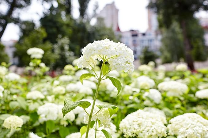 100+ Mix Hydrangea Seeds for Planting Macrophylla Giant Snowball Bonsai Hydrangea Fast Growing Shrub