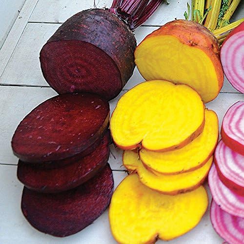 Park Seed Beet Vegatable Plant Seeds, Easy to Grow, Variety of Colors, Spring Garden, Rainbox Mix, Pack of 200