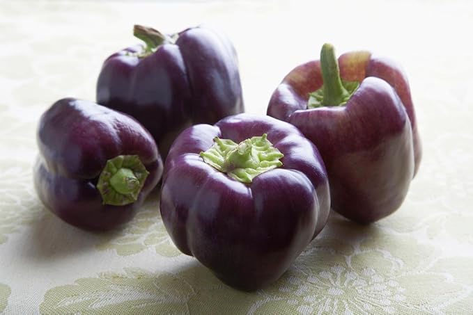Seeds Sweet Pepper Oda Purple Bell Heirloom Vegetable for Planting Non GMO