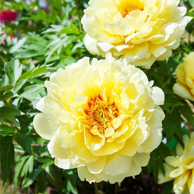 100PCS Mix Peony Seeds for Planting,Fragrant Peony Flower Seeds to Plant Outdoor-Non-GMO Heirloom Seed Attracts Bees&Butterflies for Garden