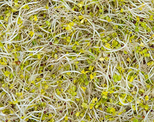 Food to Live Organic Broccoli Seeds for Sprouting, 25 Pounds – Non-GMO, Vegan, Kosher, Sirtfood, Bulk. Rich in Sulforaphane, Vitamin C. Grow Sprouts, Microgreens for Salads, and Sandwiches
