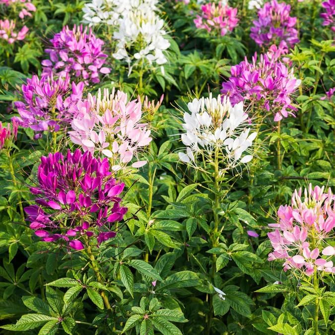 5000+Cleome Spider Organic Flower Seeds for Planting Outdoor Butterflies Pollinator-Friendly