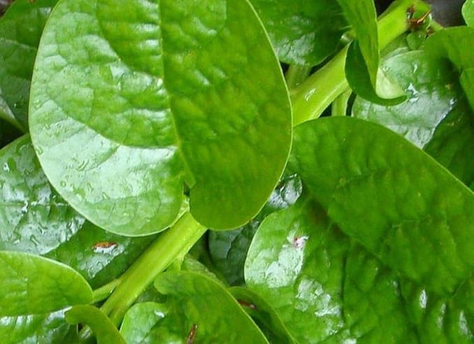 Malabar Spinach (Green Stem Variety) - Excellent for stir-Fry Cooking or RAW(300 - Seeds)