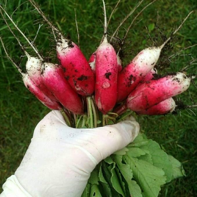 Seeds French Radish 18 Days Early Heirloom Vegetable for Planting Non GMO