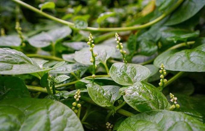100 Malabar Spinach Seeds – Rau Mồng Tơi – Basella Alba – Climbing Spinach – Organic, Non-GMO, Heirloom – Fast-Growing, Heat-Tolerant, Perfect for Trellises & Home Gardens