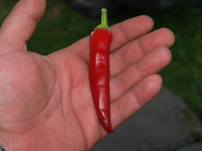 Seeds Fire Hot Pepper Chili Heirloom Vegetable for Planting Non GMO