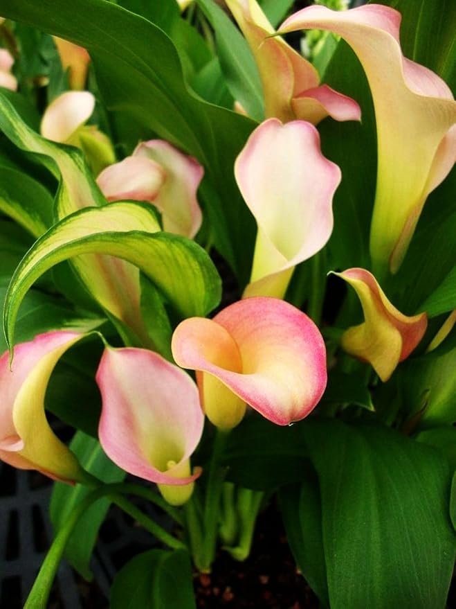 Calla Lily Seeds Beautiful Flowers - 100 Pcs Seeds