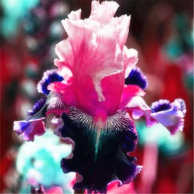 205+ Rare Mixed Iris Seeds for Planting - Perennial Bearded Iris Flower Seeds Exotic -Non-GMO Heirloom Exotic Flower Seeds Perennial for Garden Outdoor