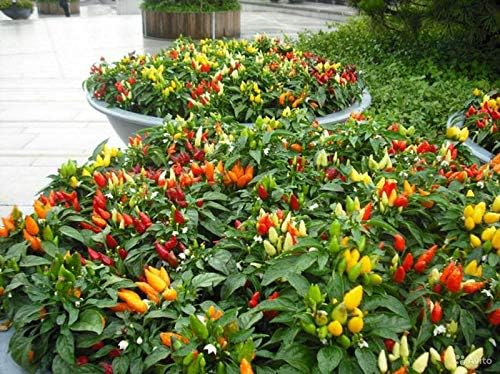 Seeds Pepper Masquerade Indoor Ornamental Mix Mini Decorative Vegetable for Planting Pot Heirloom Non GMO