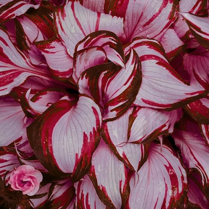 Mixed 300+ Hosta Seeds for Planting, Hostas Seeds Rare Perennial Under Trees & North Facing Areas Shade Garden, Drought Tolerant Perennial Ground Cover Decorative Foliage