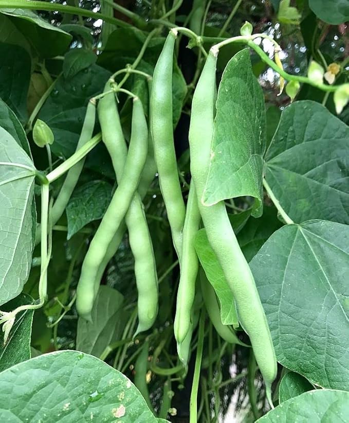 100+ Blue Lake Pole Bean Seeds for Planting Organic Heirloom Non GMO 1 Ounce of Seeds Garden Vegetable Bulk Survival