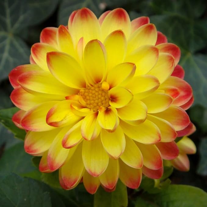 200+ PCS Mix Dahlia Seeds Flowers Compound Petals Multi-Color Beautiful Annual Outdoor Garden Potted Plants Non-GMO Dahlia for Planting Dahlia Pinnata Seeds