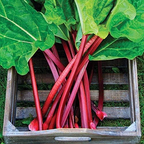 Rhubarb Seeds Rare Heirloom Vegetable for Planting Giant Non GMO 30 Seeds