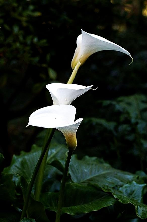 Calla Lily Seeds Beautiful Flowers - 100 Pcs Seeds