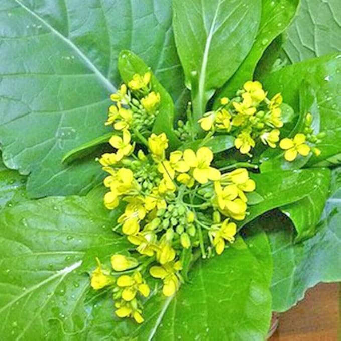 2000+ Seeds Brassica Juncea Choy Sum Mustard Yu Choy Sum Seeds, USA Chinese Broccoli Scallion Chive Asian Vegetable, Cải NGỌt ăn bông (Cải Ngồng)