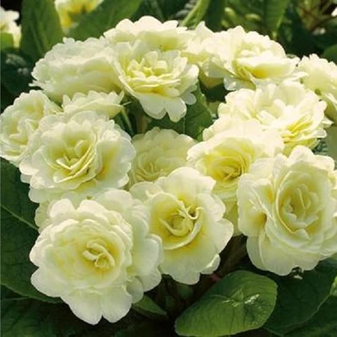 302 Mixed Perennial Primrose Seeds for Planting-Fragrant Double Primula Auricula Seeds-Primula Malacoides Early Blooming Flower Seed for Gardens & Outdoor Containers