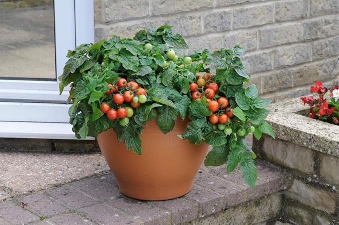 40+ Seeds Indoor Dwarf Tomato Year-Round - Vegetable Red