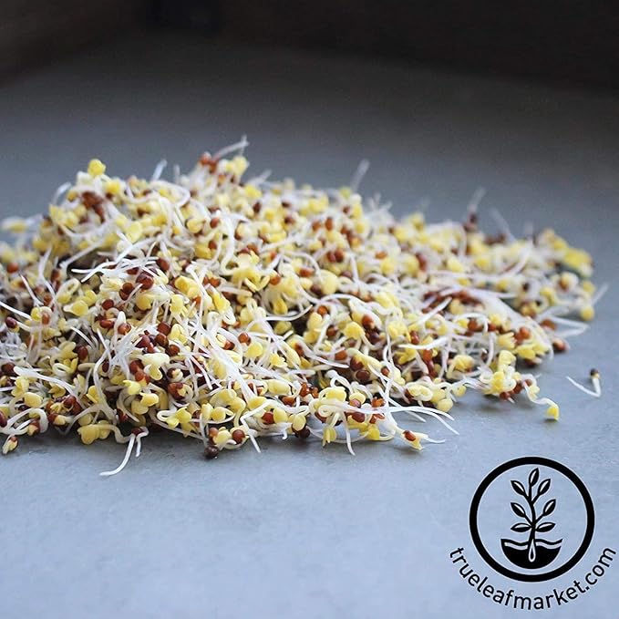 Handy Pantry Broccoli Sprouts Seed Organic- 1 Lb - Non-GMO Organic Broccoli Seeds for Sprouting, Microgreens Sprouting Seeds, Contain Sulforaphane