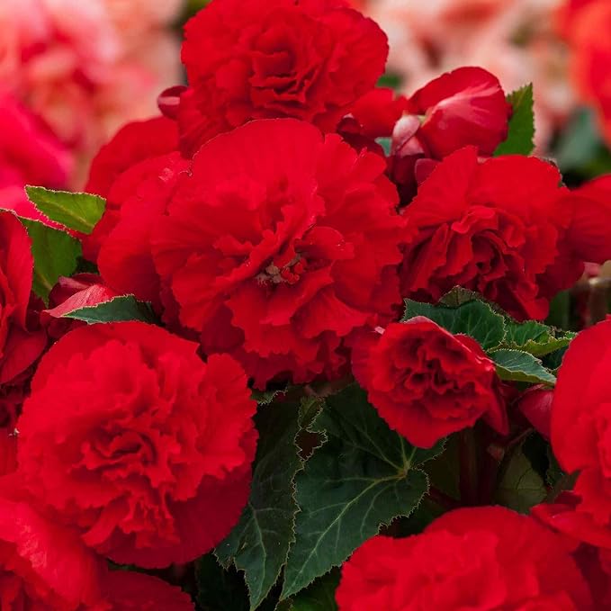 100+ Limitless Begonia Seed for Planting Outdoor-Non-GMO Heirloom Vibrant Flower Continuous Blooms for Beds Borders Containers