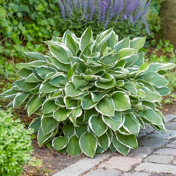 100+ Seeds Perennial Hosta Flower Seed for Planting Outdoors Garden Home Beauties