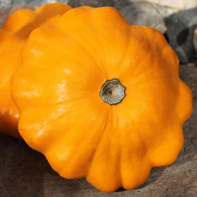 Seeds Vegetable Yellow Patty Pan Squash Scallop Zucchini - 20 Seeds