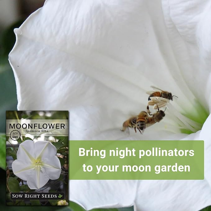 Sow Right Seeds - Moonflower (Ipomoea alba) Flower Seeds for Planting - Non-GMO Heirloom Flowers to Grow in Your Home Garden - Vining Plant for Beautiful Evening Blooms - Wonderful Gift (2)