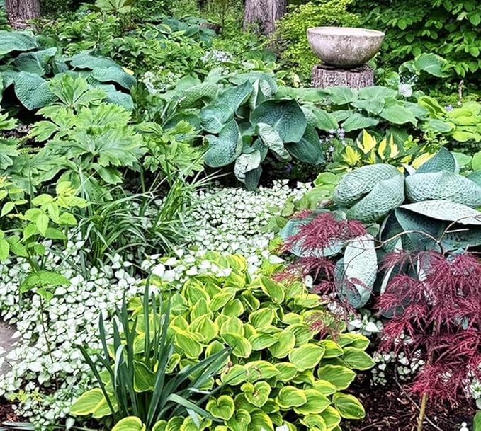 50pcs Mixed Hosta Seeds for Planting Outdoors Rare Perennial Flower Shade Hosta Plant Moderate Drought Tolera