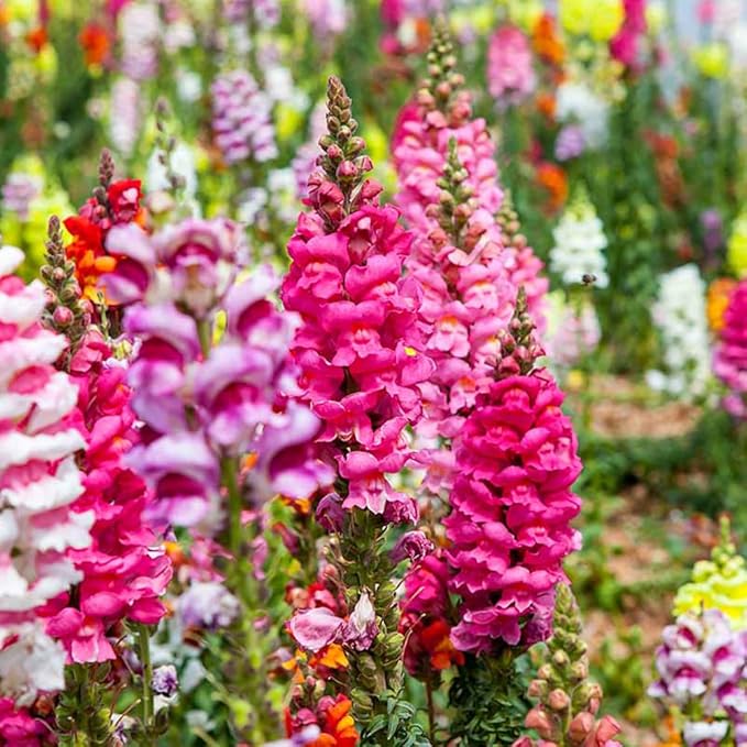 Snap Dragon Seeds for Planting Outdoor,5001+Mixed Snapdragon Flower Seeds,Flower Seeds Perennial Non GMO Heirloom for Outdoor Garden