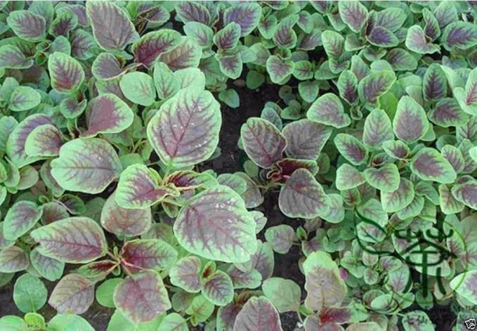 CHINESE SPINACH SEEDS- Edible Amaranth, Red Stripe Leaf -Jamaican Red Calla-loo!(1000 Seeds)