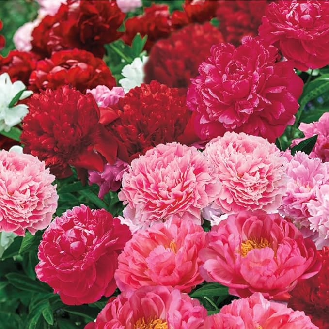 103+ Double Mixed Peonies Seeds Perennial Flower for Planting Outdoors,Premium Peony Seeds,Peony Flowers Seed Non-GMO Heirloom with Ruffled Blooms Garden