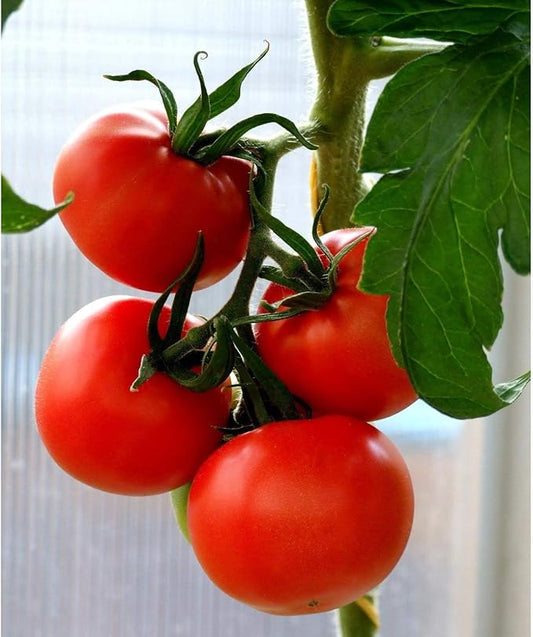 Tropic Tomato Seeds - Heirloom Variety Developed by The University of Florida(10 - Seeds)