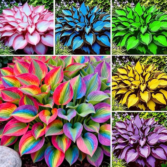 115+ Exotic Hosta Seeds for Planting-Suitable for Potted Plants