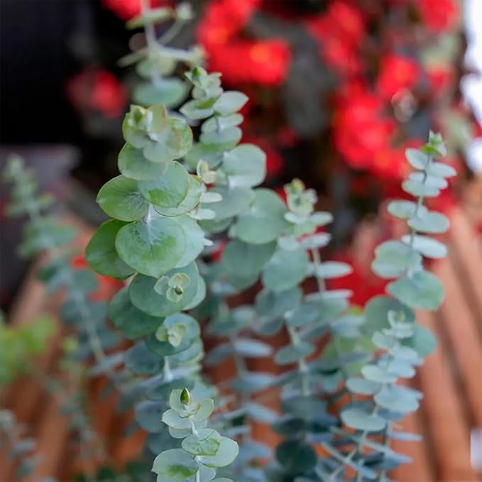 Park Seed Grow Your Own Eucalyptus Seeds Plant, Perfect for Indoor Growing and Spring Garden, Baby Blue Bouquet (Improved), Pack of 100
