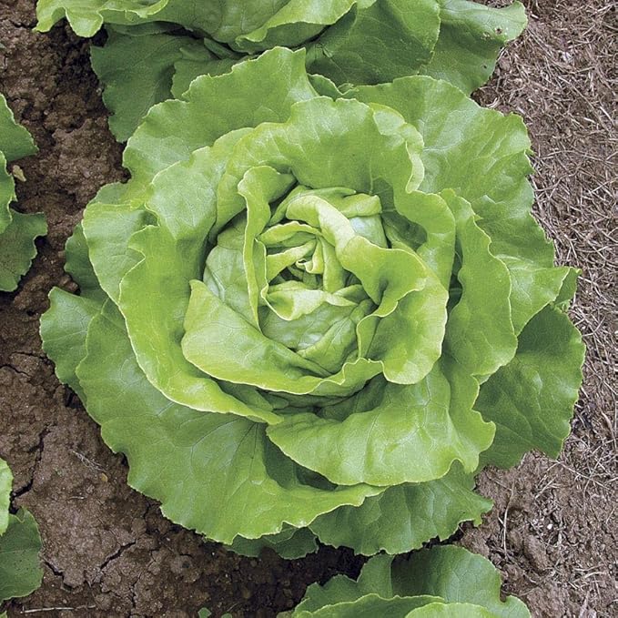 Park Seed Sow Effortless Collection Seed Tape – Sylvestra Lettuce, 15 Feet – Easy DIY Planting, Crisp & Flavorful Butterhead Variety, Disease Resistant and Bolt Tolerant, Ready in 52 Days, No Thinning