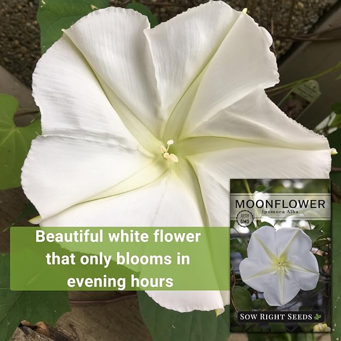 Sow Right Seeds - Moonflower (Ipomoea alba) Flower Seeds for Planting - Non-GMO Heirloom Flowers to Grow in Your Home Garden - Vining Plant for Beautiful Evening Blooms - Wonderful Gift (3)