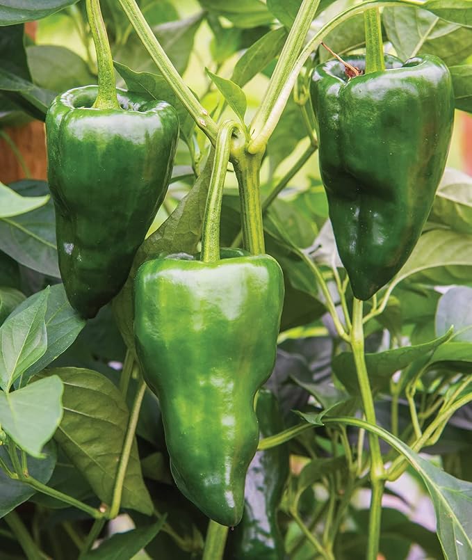 Burpee Poblano' (Ancho) 4" Heart-Shaped Dark Green to Red Peppers, 100 seeds