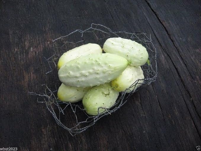 Miniature White Cucumber (Cucumis sativus) 50 Vegetable SEEDS - Pickler.