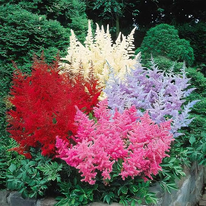 1100+ Mix Astilbe Arendsii Bunter Seeds for Planting-Non-GMO Heirloom Plant Seeds Garden Outdoor