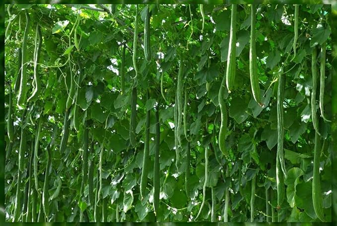 Seeds Cucumber Burpless Chinese Miracle Snake Giant Long Rare Vegetable for Planting Non GMO