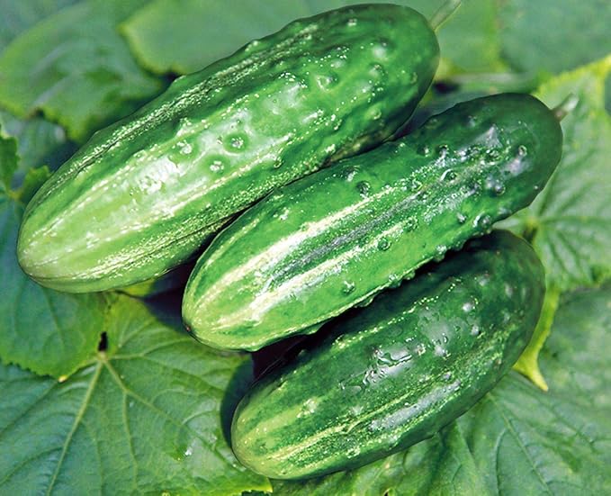 Seeds Cucumber Rodnichok F1 (Cucumis sativus L.) Source Pickling Heirloom Open-Pollinated Vegetable for Planting Non GMO