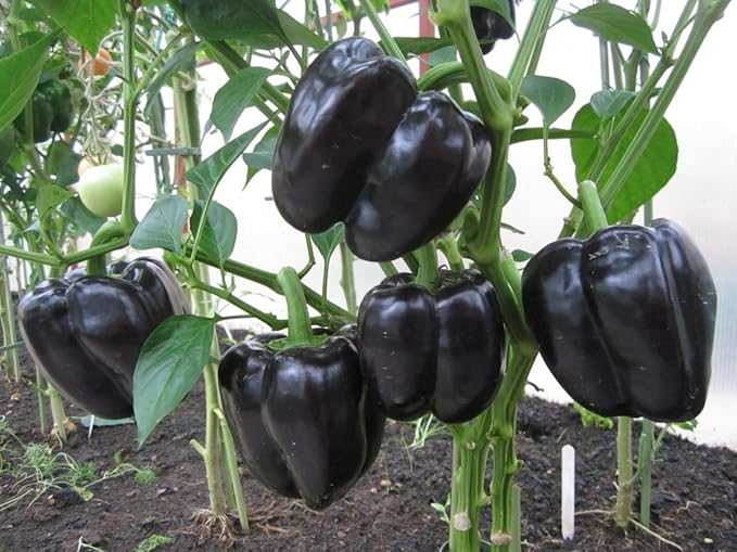 Seeds Black Sweet Bell Pepper Non GMO Vegetable for Planting