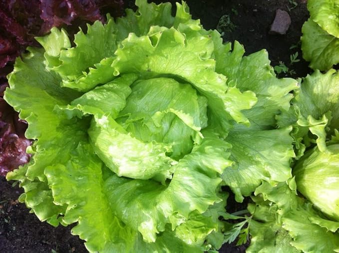 Seeds Crisphead Iceberg Lettuce Green Buttercrunch for Salad Non GMO Vegetable for Planting 1000 Seeds