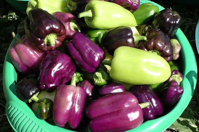 Seeds Sweet Pepper Oda Purple Bell Heirloom Vegetable for Planting Non GMO