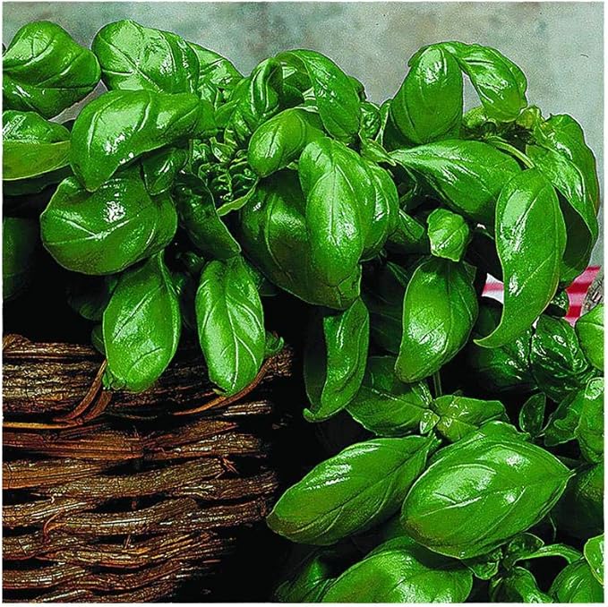 Park Seed Basil Herb Plant Seeds, Easy to Grow, Variety of Colors, Spring Garden, Italian Large Leaf, Pack of 400