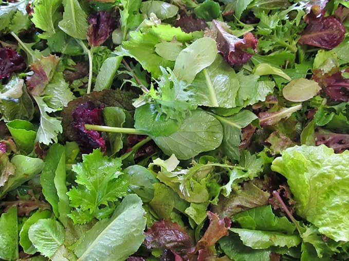 1000+ Seeds Indoor Vitamin Baby Lettuce 20 Days for Salad - Vegetable Mix