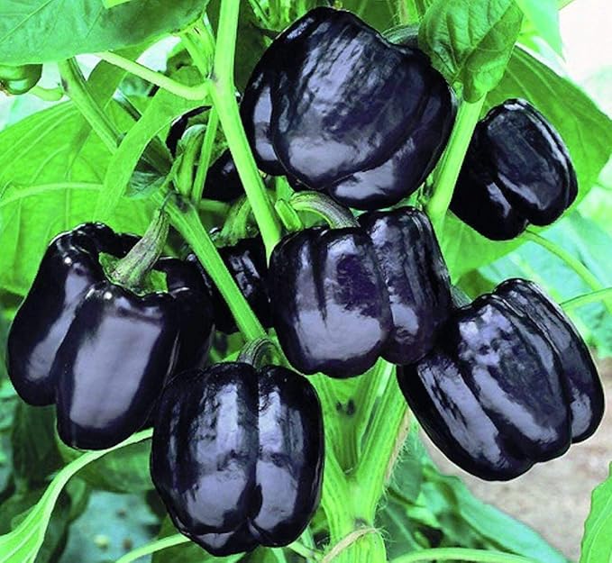 Seeds Black Sweet Bell Pepper Non GMO Vegetable for Planting